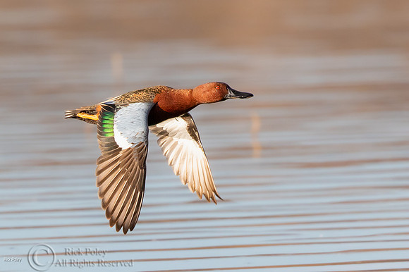 Cinnamon Teal (Anas cyanoptera) Drake in Flight
