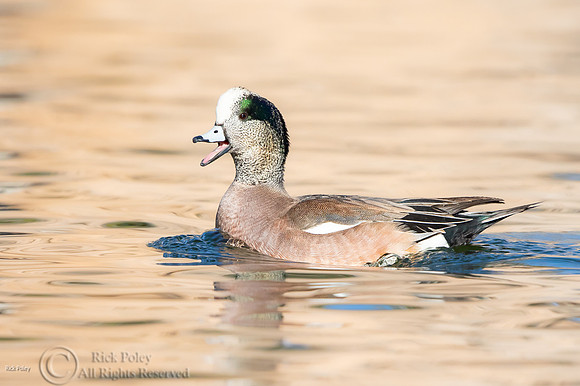 Calling American Wigeon (Anas americana) Drake
