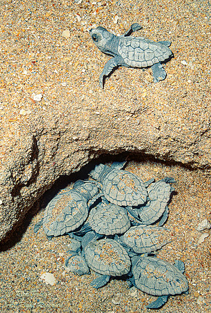 Hatching Loggerhead Sea Turtles (Caretta caretta), FL