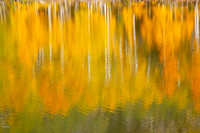 Quaking Aspens (Populus tremuloides) & Reflections in Autumn, CO
