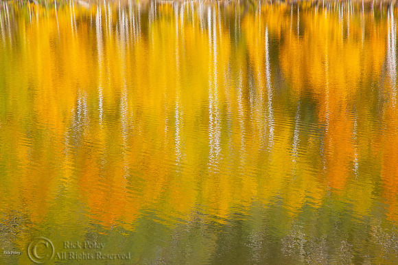 Quaking Aspens (Populus tremuloides) & Reflections in Autumn, CO
