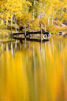 Yellow Quaking Aspens (Populus tremuloides) & Reflections, Cushm