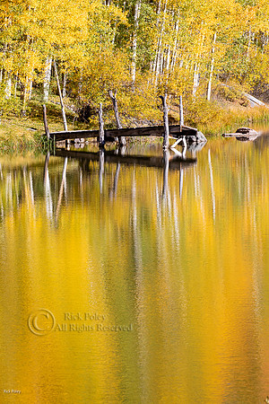 Yellow Quaking Aspens (Populus tremuloides) & Reflections, Cushm