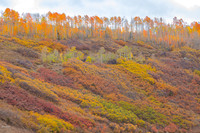 Multi-Hued Autumn Hillside, Ouray County, CO