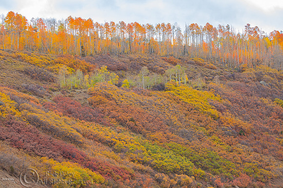 Multi-Hued Autumn Hillside, Ouray County, CO