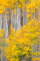 Quaking Aspens (Populus tremuloides) Trunks & Foliage in Fall, C