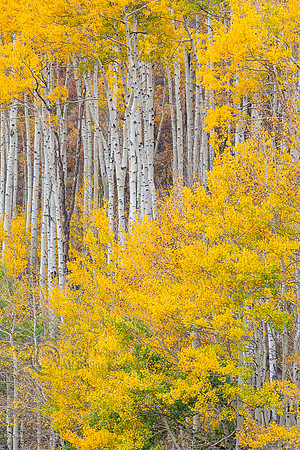 Quaking Aspens (Populus tremuloides) Trunks & Foliage in Fall, C