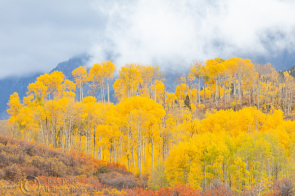 Yellow Foliage of Quaking Aspens (Populus tremuloides), San Juan