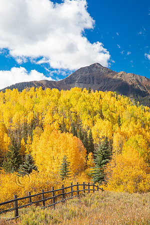 Wooden Fence & Quaking Aspens (Populus tremuloides) in Autumn, S