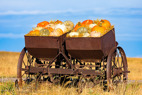 Pumpkins in Old Mining Cart, CO