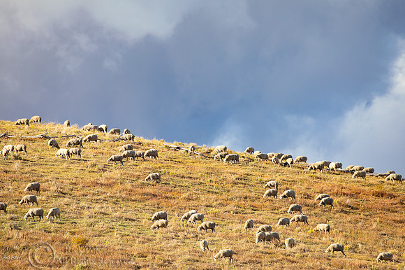 Grazing Sheep, Uncompahgre National Forest, CO