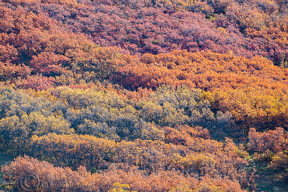 Autumn Hillside, Uncompahgre National Forest, CO