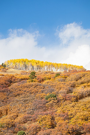 Gambel Oaks and Quaking Aspen in Autumn, CO