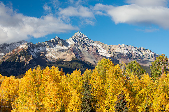 Wilson Peak (El. 14017') & Quaking Aspen (Populus tremuloides),
