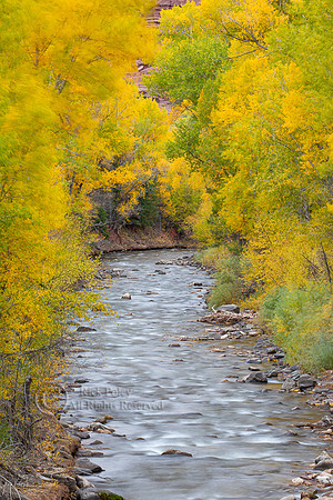 San Miguel River & Autumn Cottonwood Trees, CO