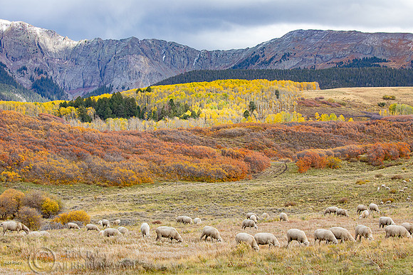 Grazing Flock of Sheep, San Juan Mountains, CO