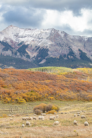 Grazing Flock of Sheep, San Juan Mountains, CO
