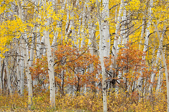 Quaking Aspens (Populus tremuloides) & Gambel Oaks (Quercus gamb