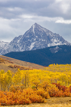 Gambel Oaks (Quercus gambelii) & Quaking Aspens (Populus tremulo