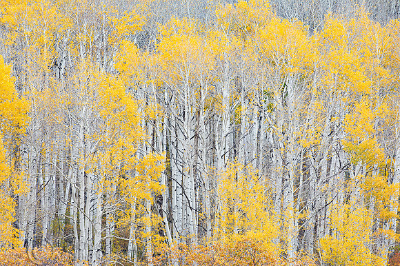 Quaking Aspens (Populus tremuloides) in Autumn, San Juan Mountai