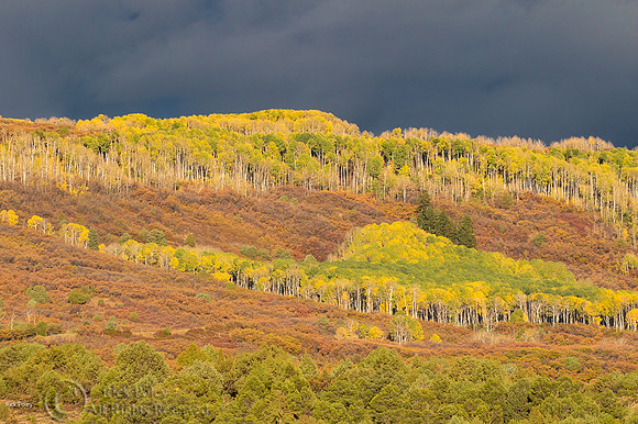Gambel Oaks (Quercus gambelii) Quaking Aspens (Populus tremuloid