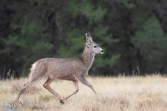 Juvenile Mule Deer (Odocoileus hemionus) Running, CO