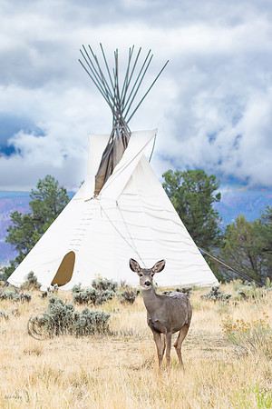 Mule Deer (Odocoileus hemionus) Doe & Teepee, Ridgway SP, CO