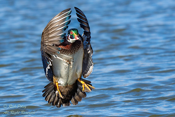 Drake Wood Duck (Aix sponsa) Cupping Wings, NM
