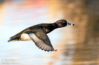 Flying Ring-necked Duck (Aythya collaris),  NM