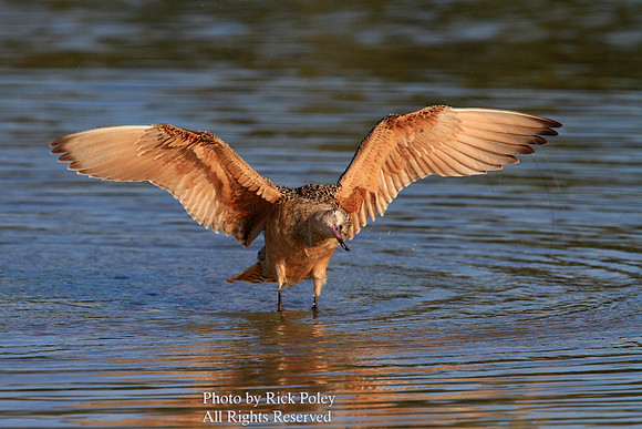 Marbled Godwit (Limosa fedoa) Drying Wings
