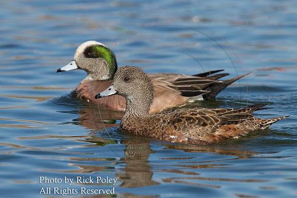 American Wigeon (Anas americana)