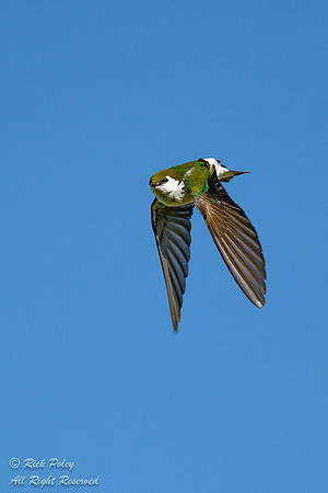 Violet-green Swallow (Tachycineta thalassina) in Flight, CO