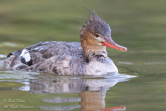 Female Red-breasted Merganser (Mergus serrator), FL
