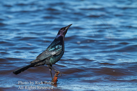 Male Boat-tailed Grackle with Snail