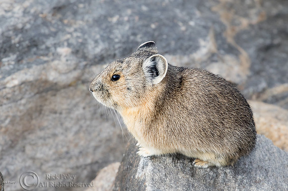 American Pika (Ochotona princeps) Inhabit Talus Slopes, Rocky Mo