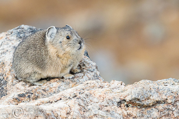 American Pika (Ochotona princeps), Rocky Mountain NP, CO