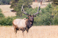 Bull Elk (Cervus canadensis), Rocky Mountain National Park, CO