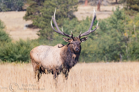 Bull Elk (Cervus canadensis), Rocky Mountain National Park, CO
