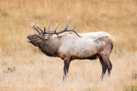 Bugling 6-point Bull Elk