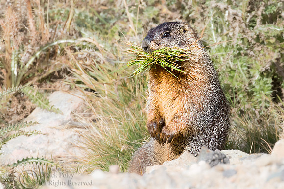 Yellow-bellied Marmot (Marmota flaviventris) Caching Grasses & H