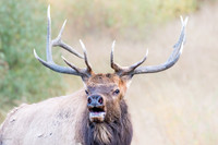 Bugling Six-point Bull Elk, Rocky Mountain NP, CO