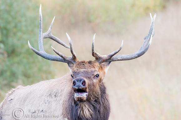 Bugling Six-point Bull Elk, Rocky Mountain NP, CO