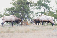 Sparring Bull Elk (Cervus canadensis), Moraine Park, Rocky Mount