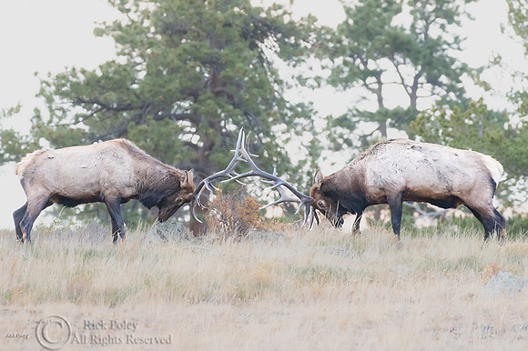 Sparring Bull Elk (Cervus canadensis), Moraine Park, Rocky Mount
