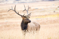 Six-point Bull Elk in Rut, Rocky Mountain NP, CO
