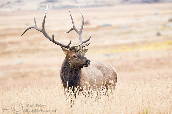 Six-point Bull Elk in Rut, Rocky Mountain NP, CO