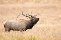 Six-point Bull Elk in Autumn Rut, Rocky Mountain NP, CO