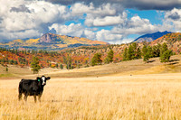 Rangeland  in Fall Near Chromo CO