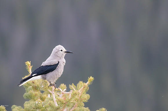 Clark's Nutcracker (Nucifraga columbiana), Rocky Mountain NP, CO