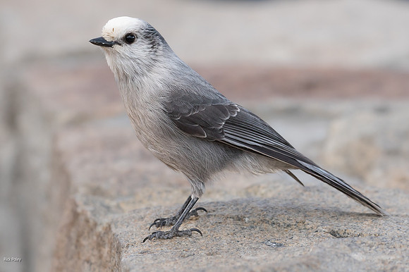 Gray Jay (Perisoreus canadensis), Rocky Mountain NP, CO